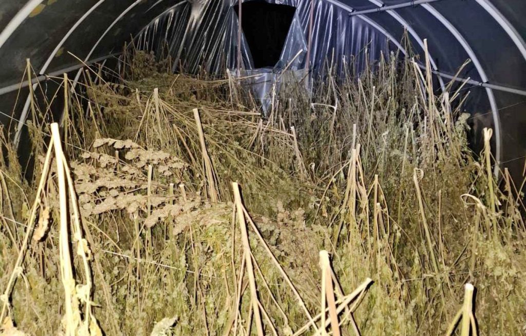 Oglasio se Dačić: Velika zaplena marihuane kod Loznice<br> 3