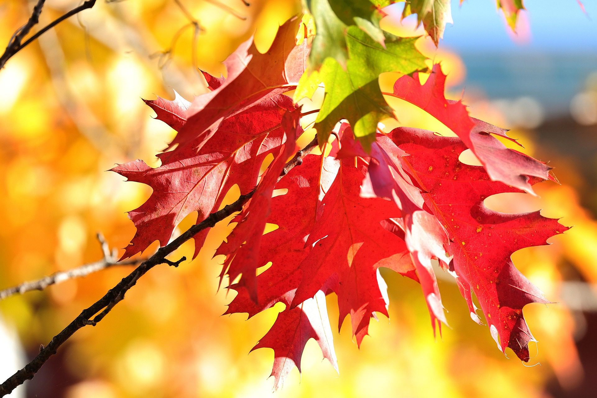 Sunčano i prijatno vreme danas u Smederevskoj Palanci 1