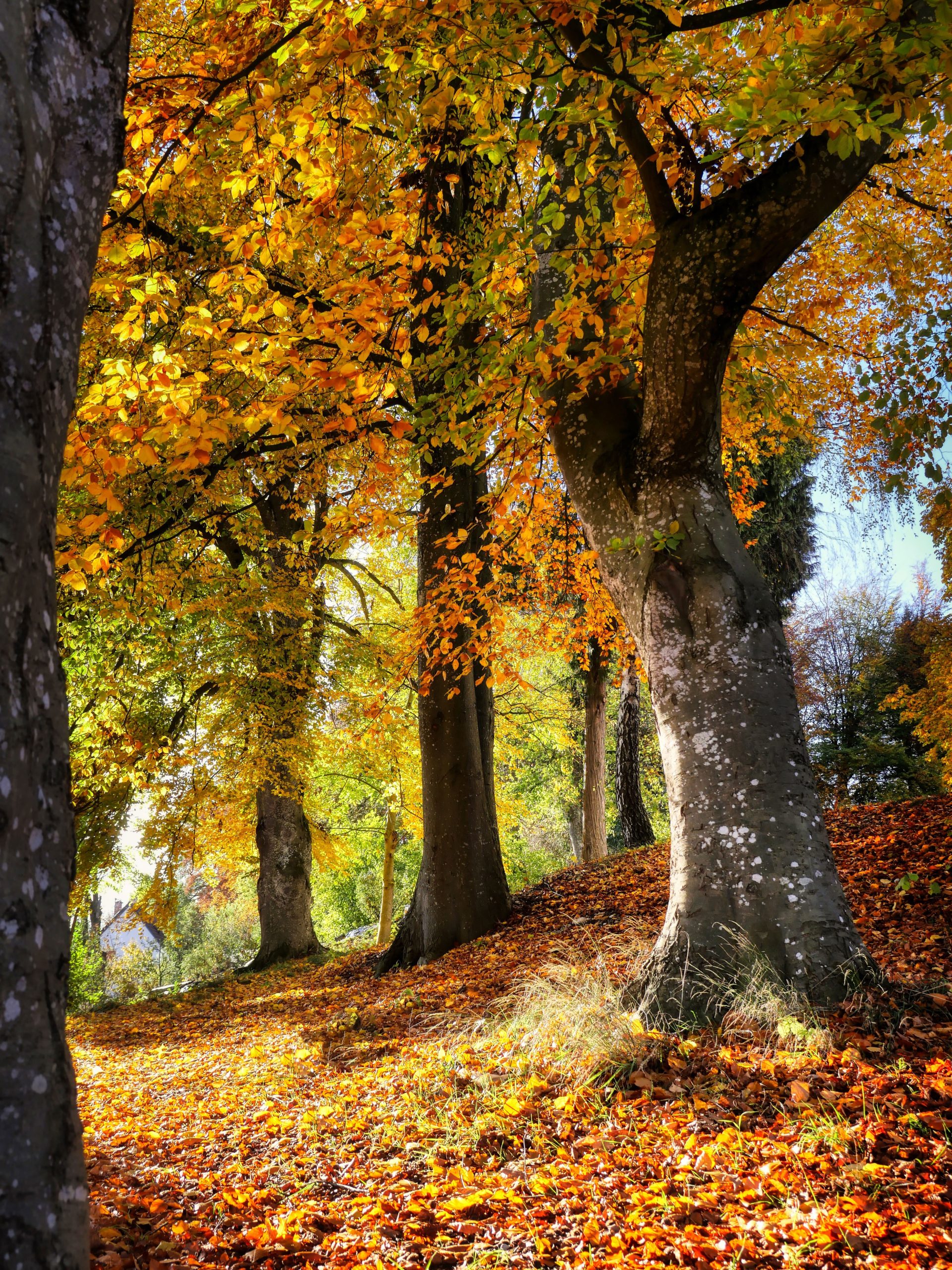 U Smederevskoj Palanci do 13 stepeni, moguća kratkotrajna kiša 1