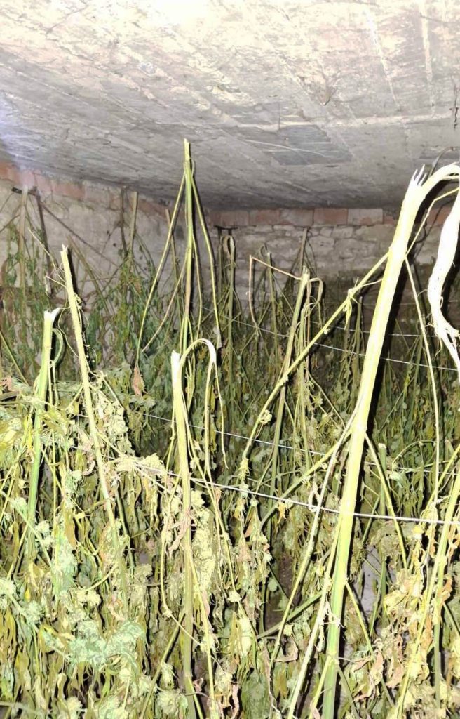 Oglasio se Dačić: Velika zaplena marihuane kod Loznice<br> 5