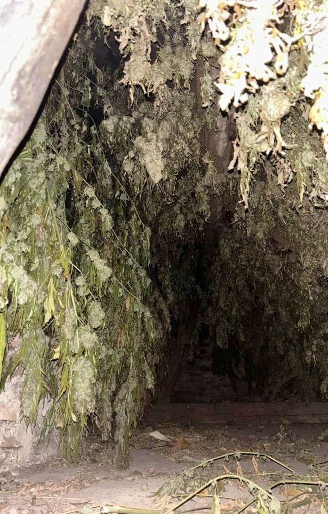 Oglasio se Dačić: Velika zaplena marihuane kod Loznice<br> 4