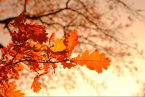 px downloadg5df12ea2277cc51a881999889290a2d38cc83b209df8bb94ecc094360eda99f7d138c00d1053177ad50ad9e8e756a1811beefc31e65c69c6a103f203a3804f03e6a7f5576ce458967ca40f2cd6d7b802 1