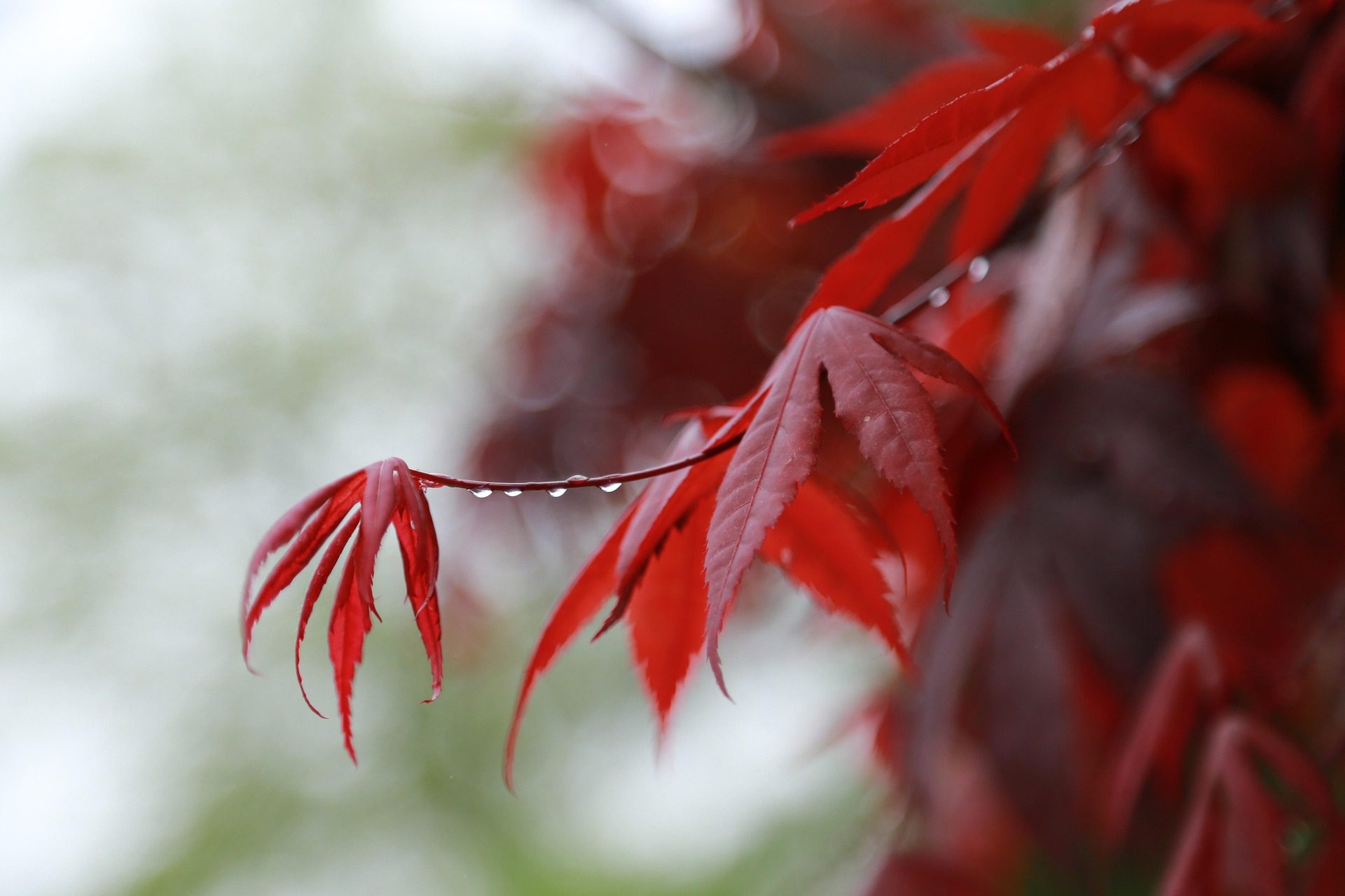 Oblačno jutro i povremena kiša u Smederevskoj Palanci 1