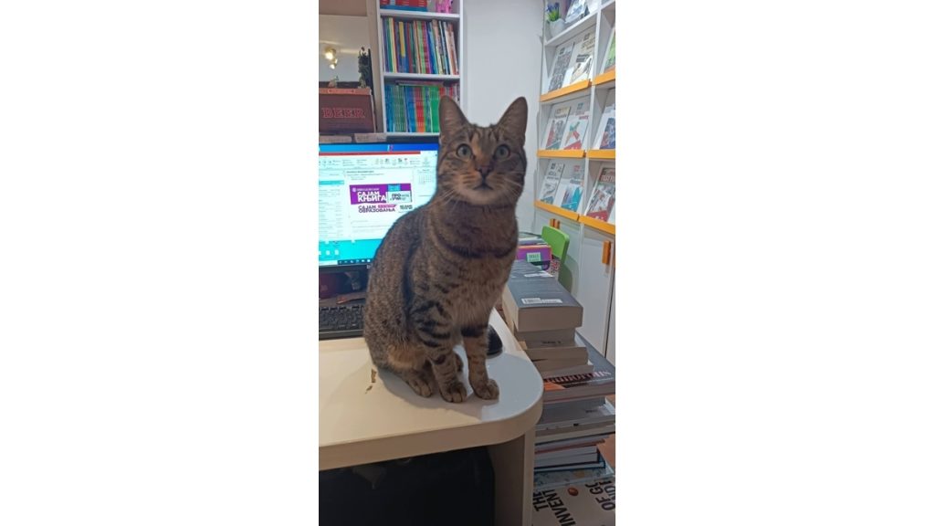 Gde je nestao Boža? Beograd traga za omiljenim mačkom iz knjižare u Jevremovoj - Palanka info