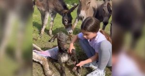 Devojčica iz Sombora oduševila javnost: Hrabra Anđelija sama porodila magaricu - Palanka info - Palanka info